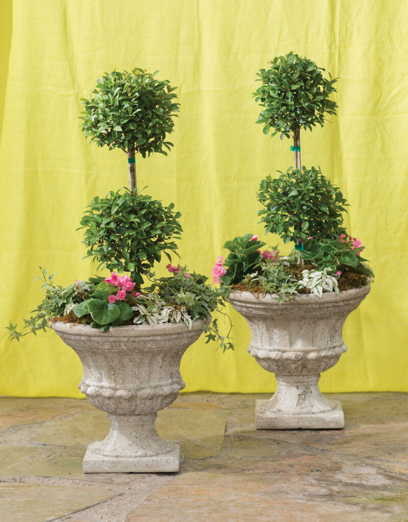 Two topiaries