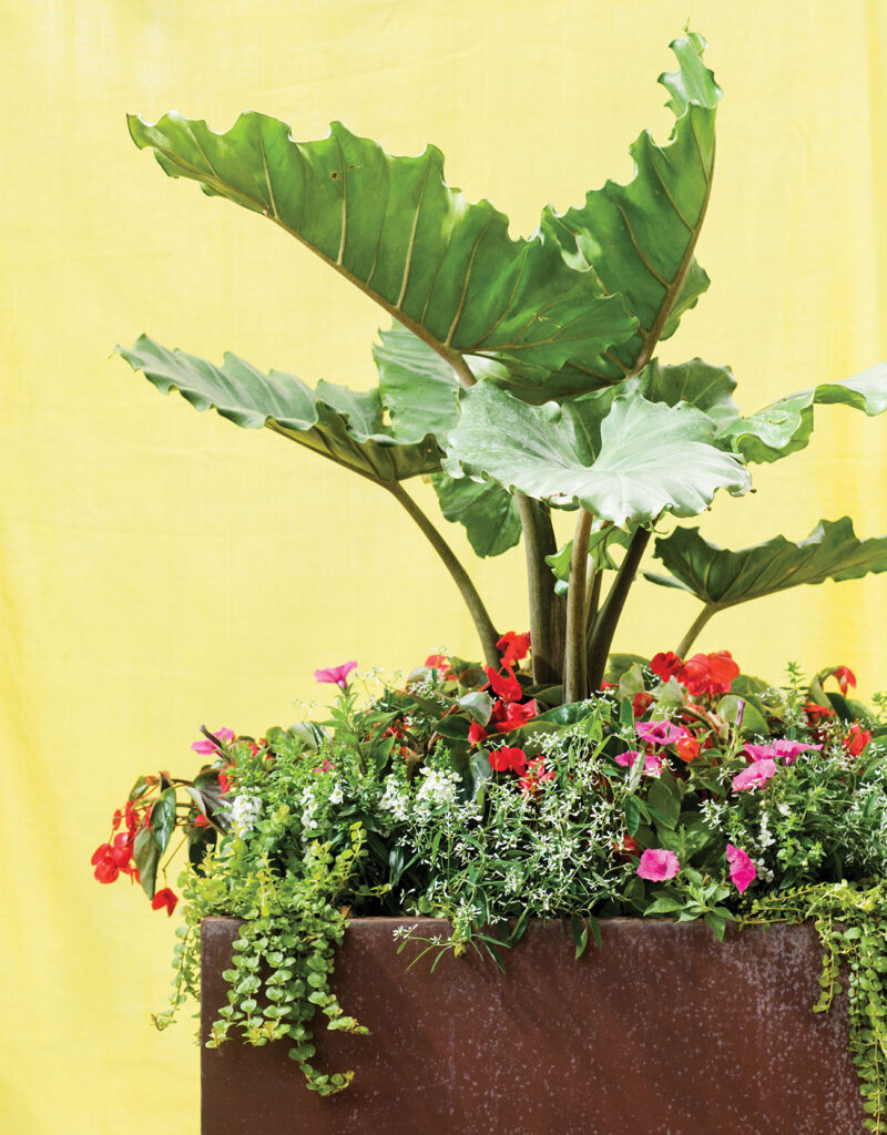 Tropical planter