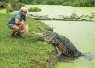 Man standing next to an alligator