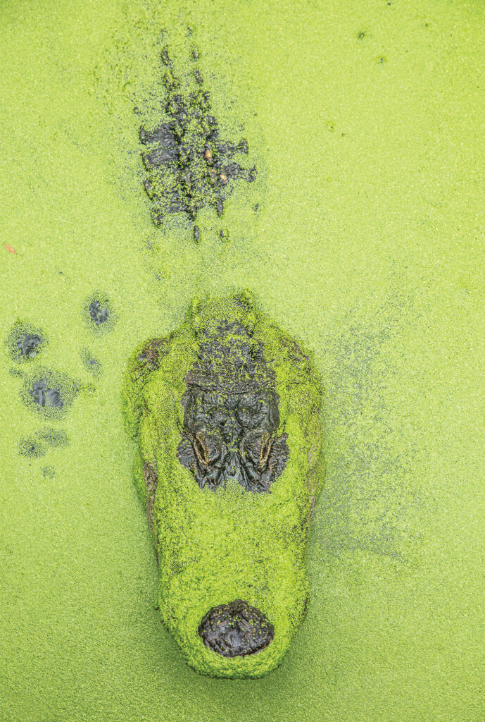 close-up of alligator in the water