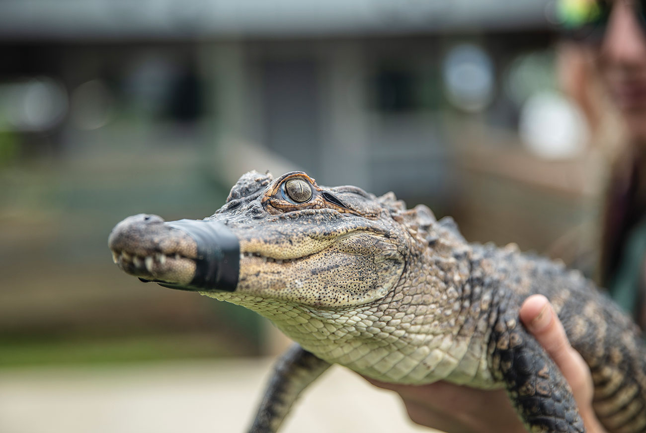 close-up of a baby alligator