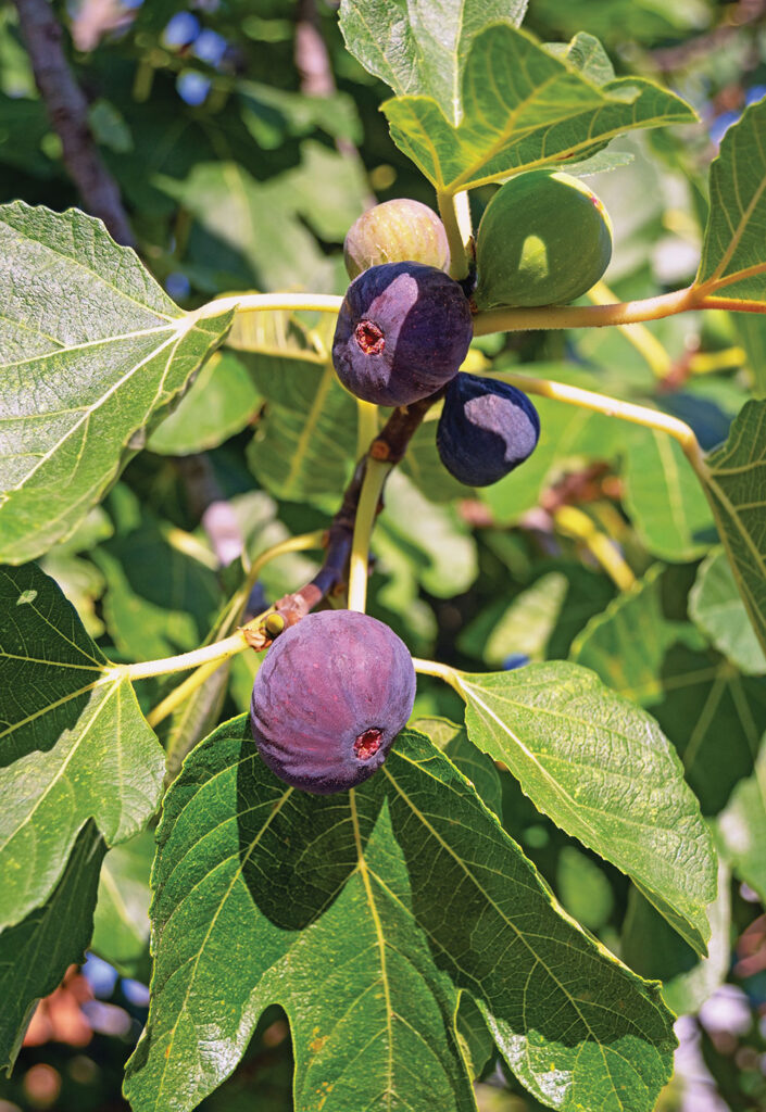 Fresh figs growing on a tree