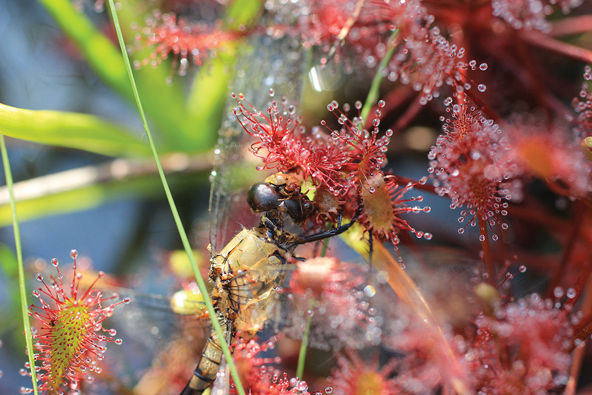 Sundew dragon