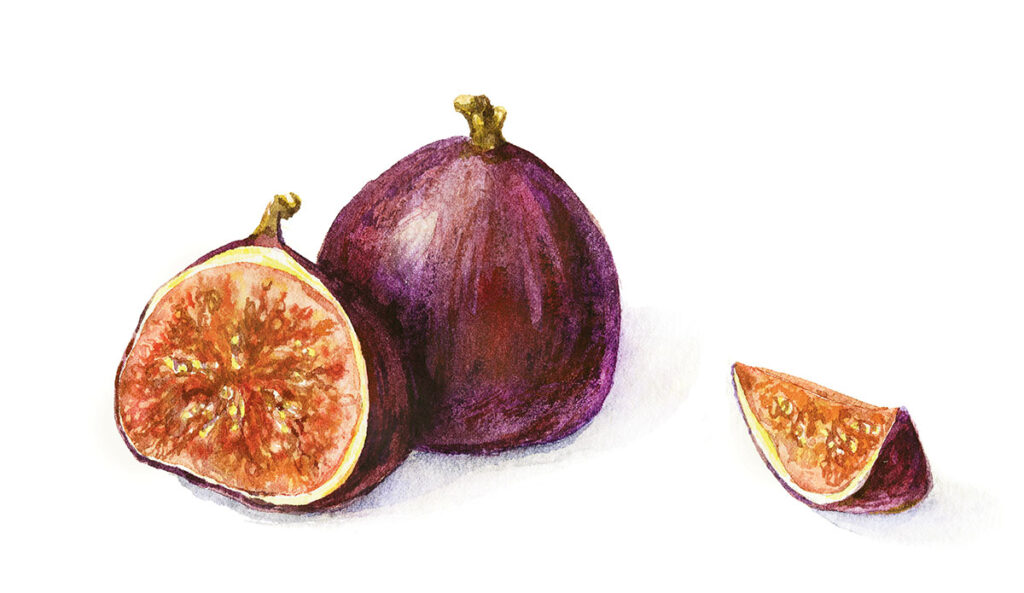 Fig illustration