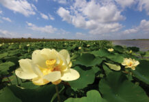 lotus flower along the riverbank