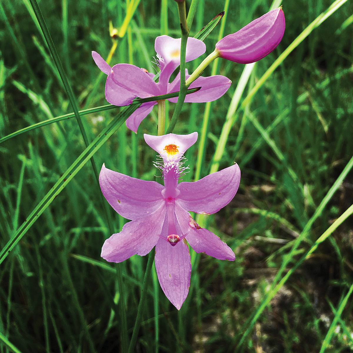 Grass pink orchid