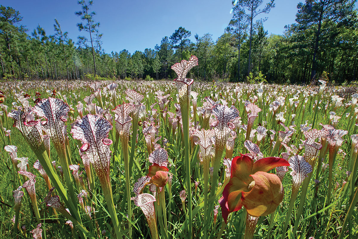 Pitcher plants