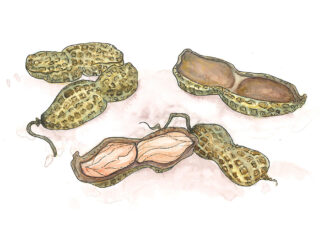 Goober Peas: A Glorious Mess