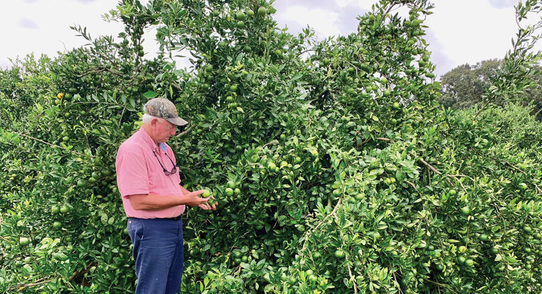 Lower Alabama's Satsuma Heritage