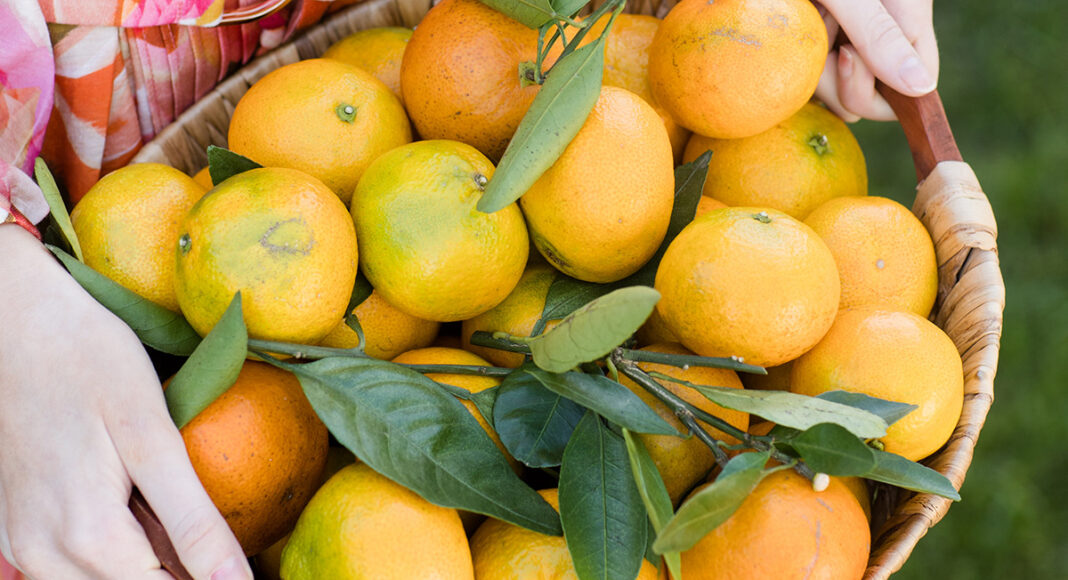 Lower Alabama's Satsuma Heritage