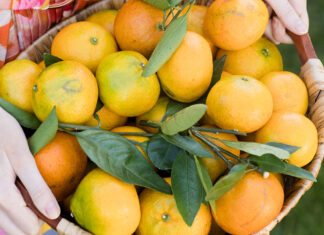 Lower Alabama’s Satsuma Heritage