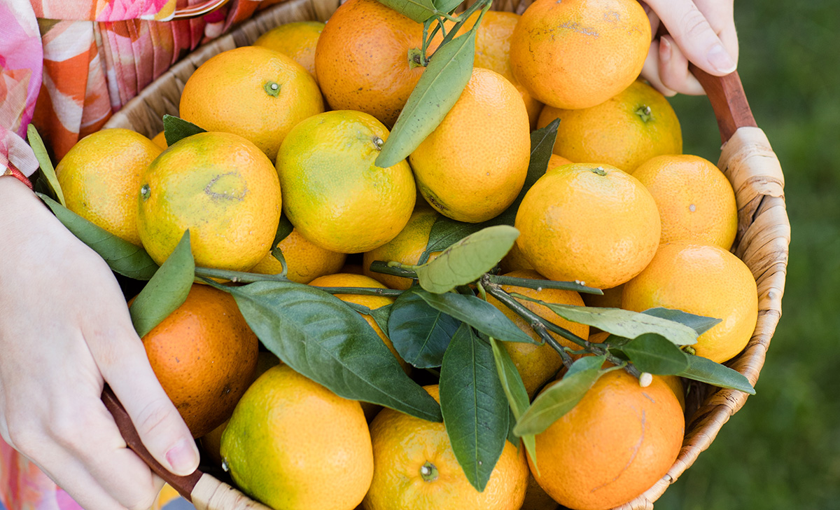 Fresh Orange / Orange Fruit / Citrus Tangerine / Orange Tree Tote Bag