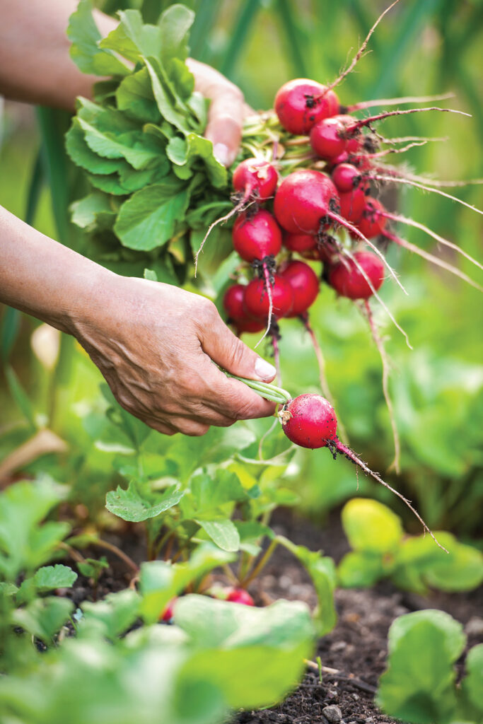 Hand holding a bunch of radishes