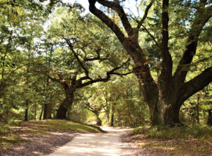 Path at Blakeley State Park