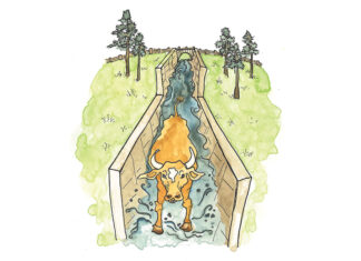The Odd History of Cattle Dipping