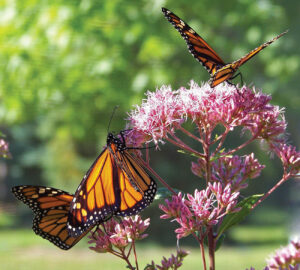 Monarch butterflies on milkweed