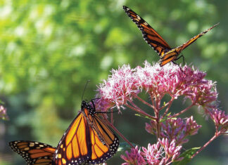 The Butterfly Garden Made Easy