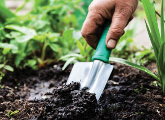 Tips for Maintaining a Perfect Lawn