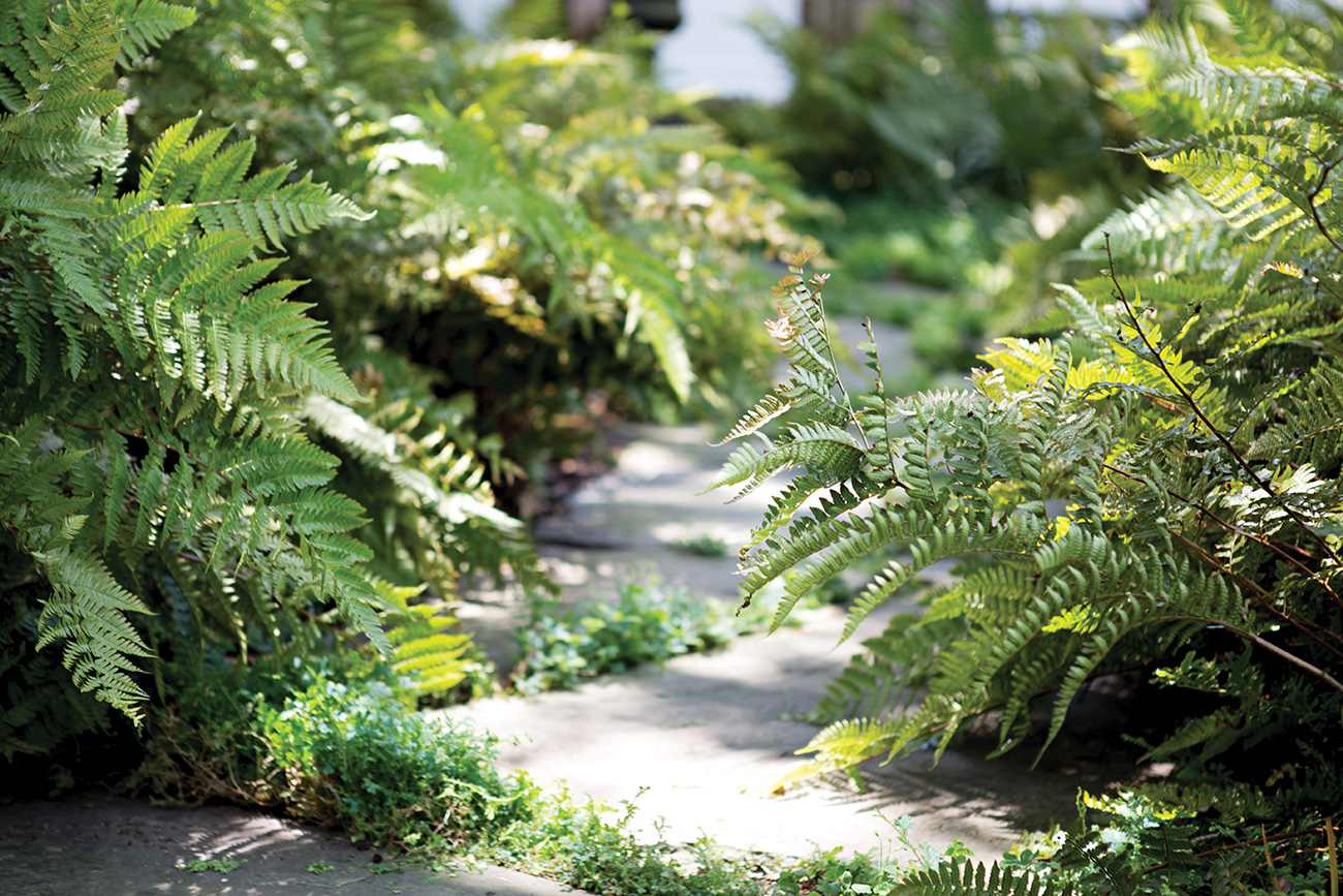 New Fern Garden at Palmer Woods Takes Shape - The Leelanau Conservancy