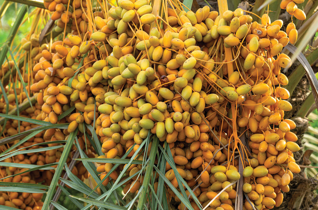 Bright and prosperous jelly palm fruit plant