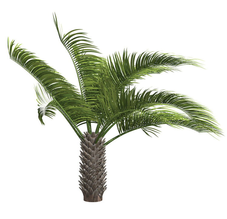 The Jelly Palm An Easy and Delectable Garden Addition