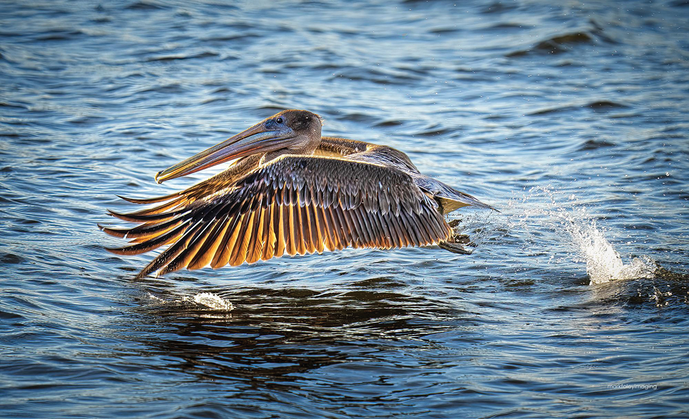 brown pelican among a large group fishing in the Fish River on a late afternoon