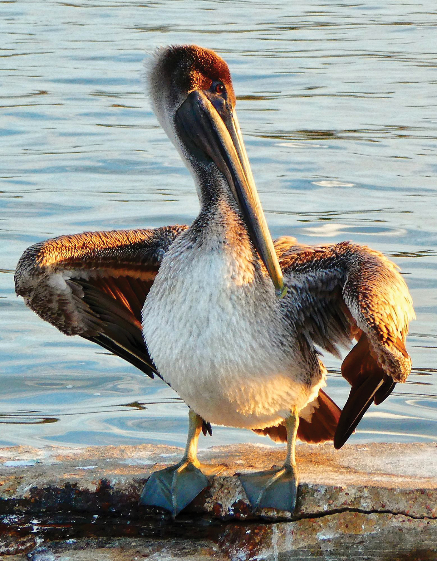 Brown pelican strutting along the sea wall