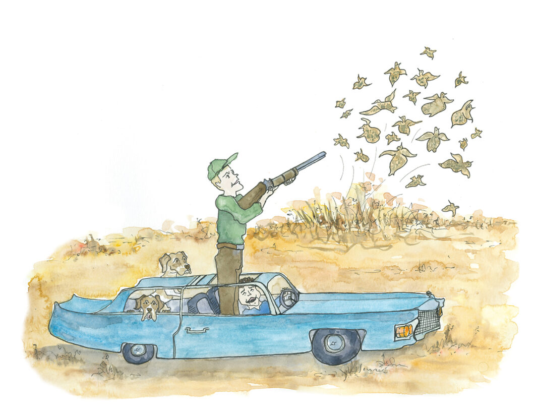 illustration of a man quail hunting out of a Cadillac with two dogs in the back seat 