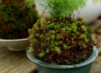 Video: How to Make a ‘Poor Man’s Garden’ aka Kokedama