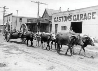 Oxen at Fairhope Avenue