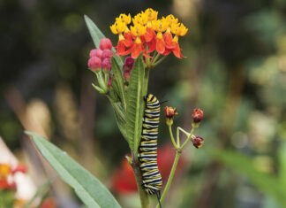 My Garden in April…