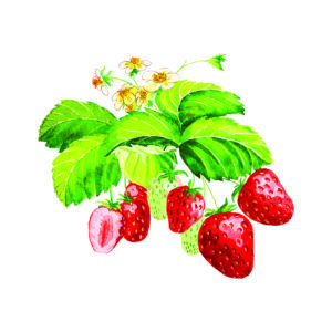 shutterstock illustration of strawberries