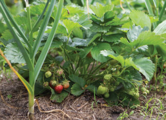 Strawberries and Onions