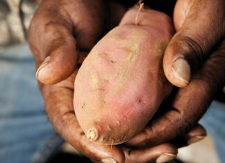 The Humble Sweet Potato