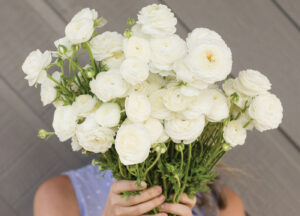 ranunculus from P&K Farms