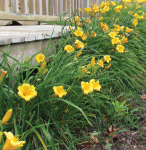 Day Lilies in a garden