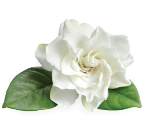 A white gardenia