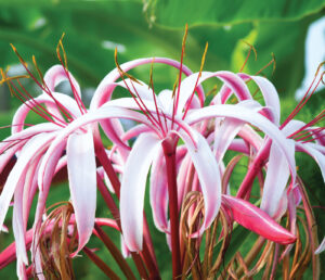 Crinum Lilies