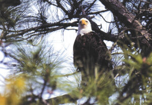 Bald Eagle in a tree