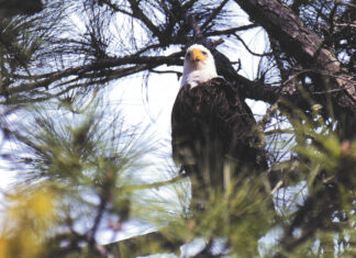The Bald Eagles of the Bay Area