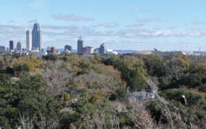 Bald Eagle looking over the Mobile,AL skyline among the tress