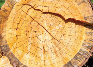 An Old Fairhope Tree, Our Long-Lived Friend