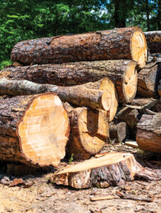 longleaf pines stacked up in nature