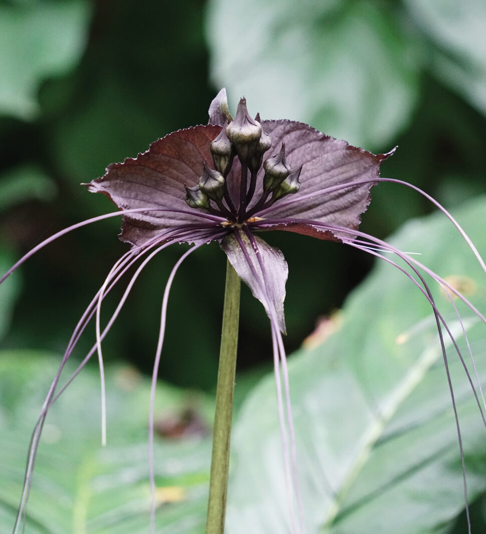 Freaky Creepy Gardens