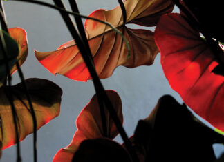 Freaky Creepy Gardens