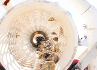 Happiness on the Half Shell