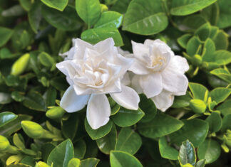 The South’s Best Fragrant Shrubs
