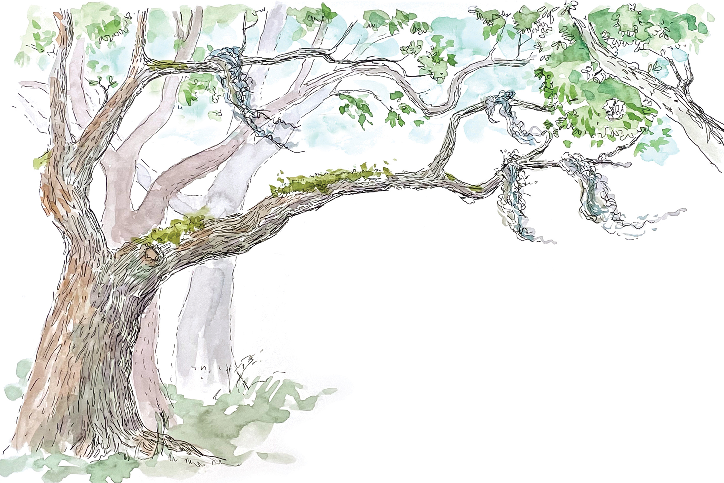 Watercolor illustration of Spanish moss