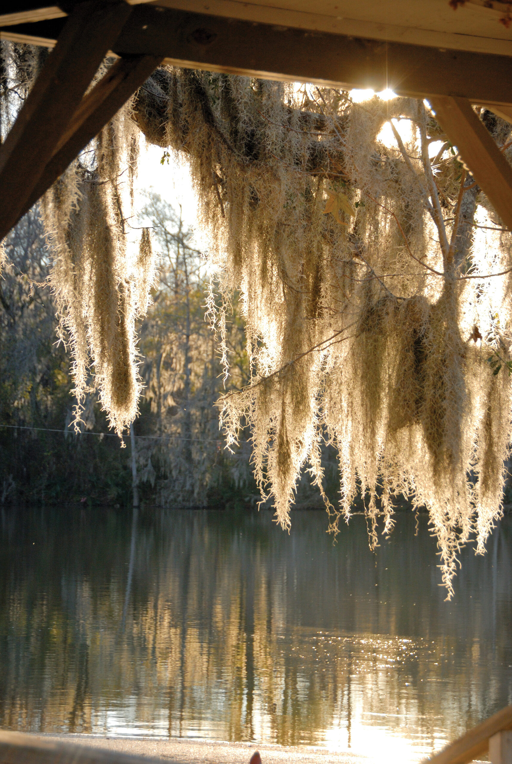 Spanish moss hanging over the water