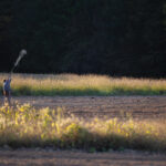 Man shooting in a field on a dove hunt